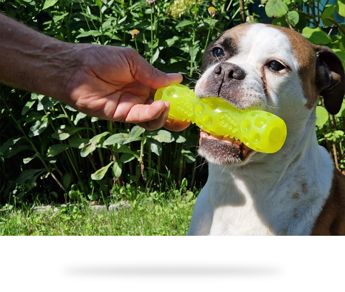 PetsMouthCare2Play
