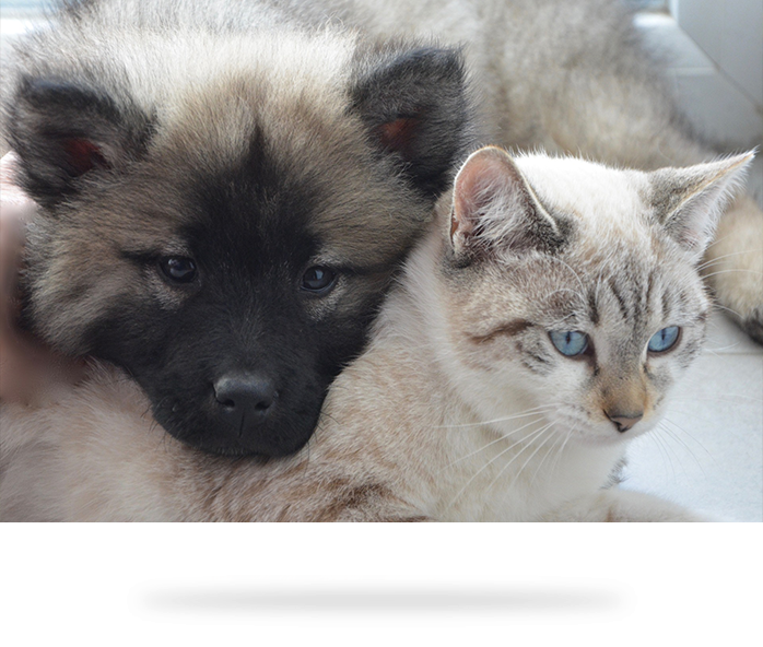 PetsMouthCare2Play
