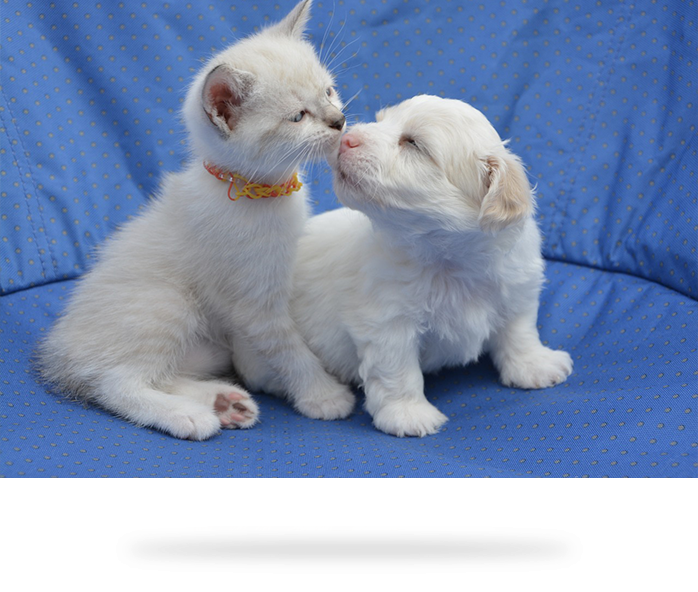 PetsMouthCare2Play